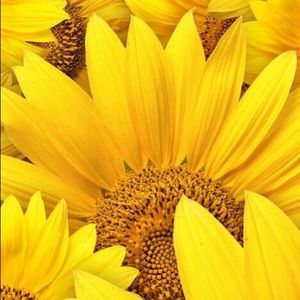 Meet your Posher, Marlen